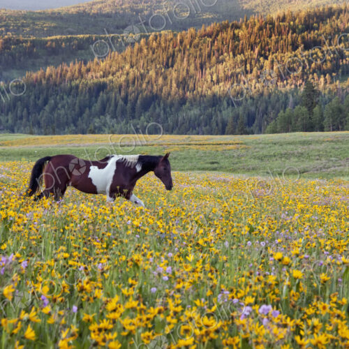 Horse in a field of wildflowers. Uinta Mountains, Utah.