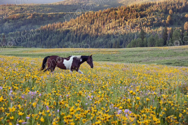 Horse in a field of wildflowers. Uinta Mountains, Utah.