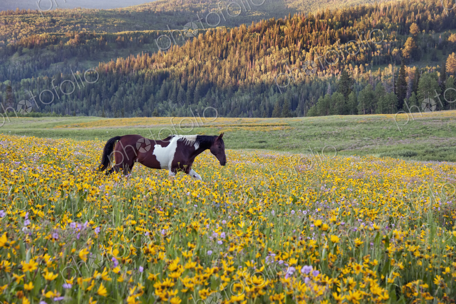 Horse in a field of wildflowers. Uinta Mountains, Utah.