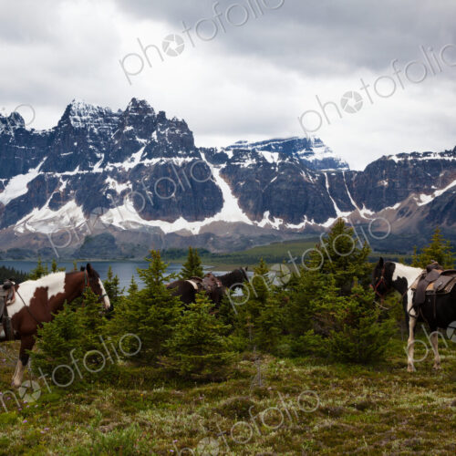 Horses, Jasper National Park, Alberta, Canada Horses, Jasper National Park, Alberta, Canada