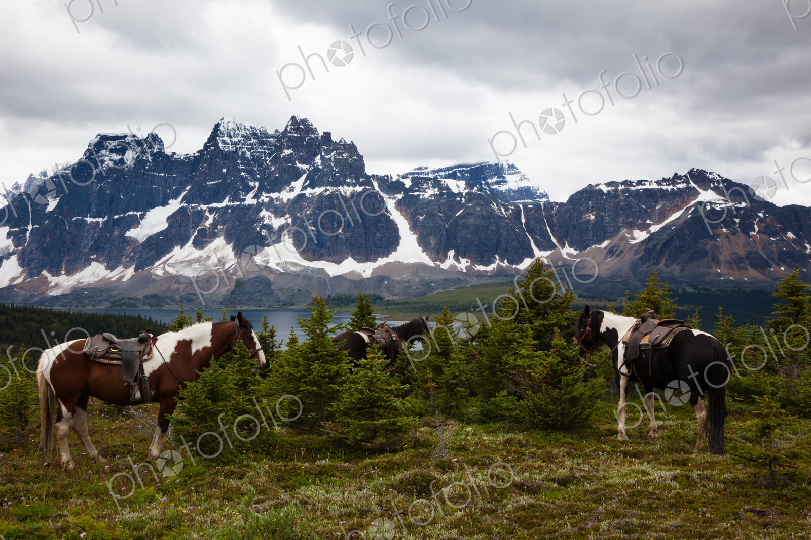 Horses, Jasper National Park, Alberta, Canada