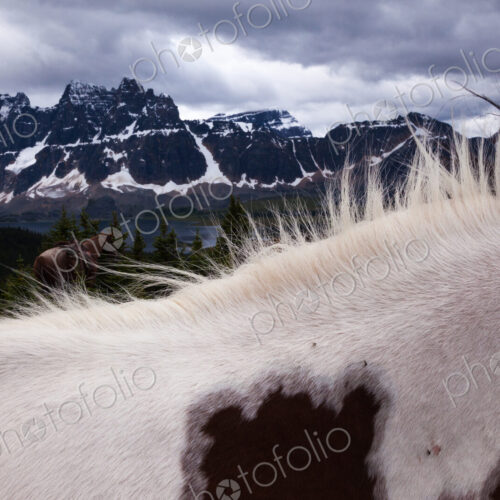 Horses, Jasper National Park, Alberta, Canada Horses, Jasper National Park, Alberta, Canada