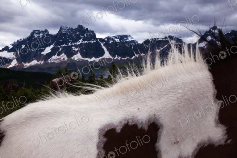 Horses, Jasper National Park, Alberta, Canada