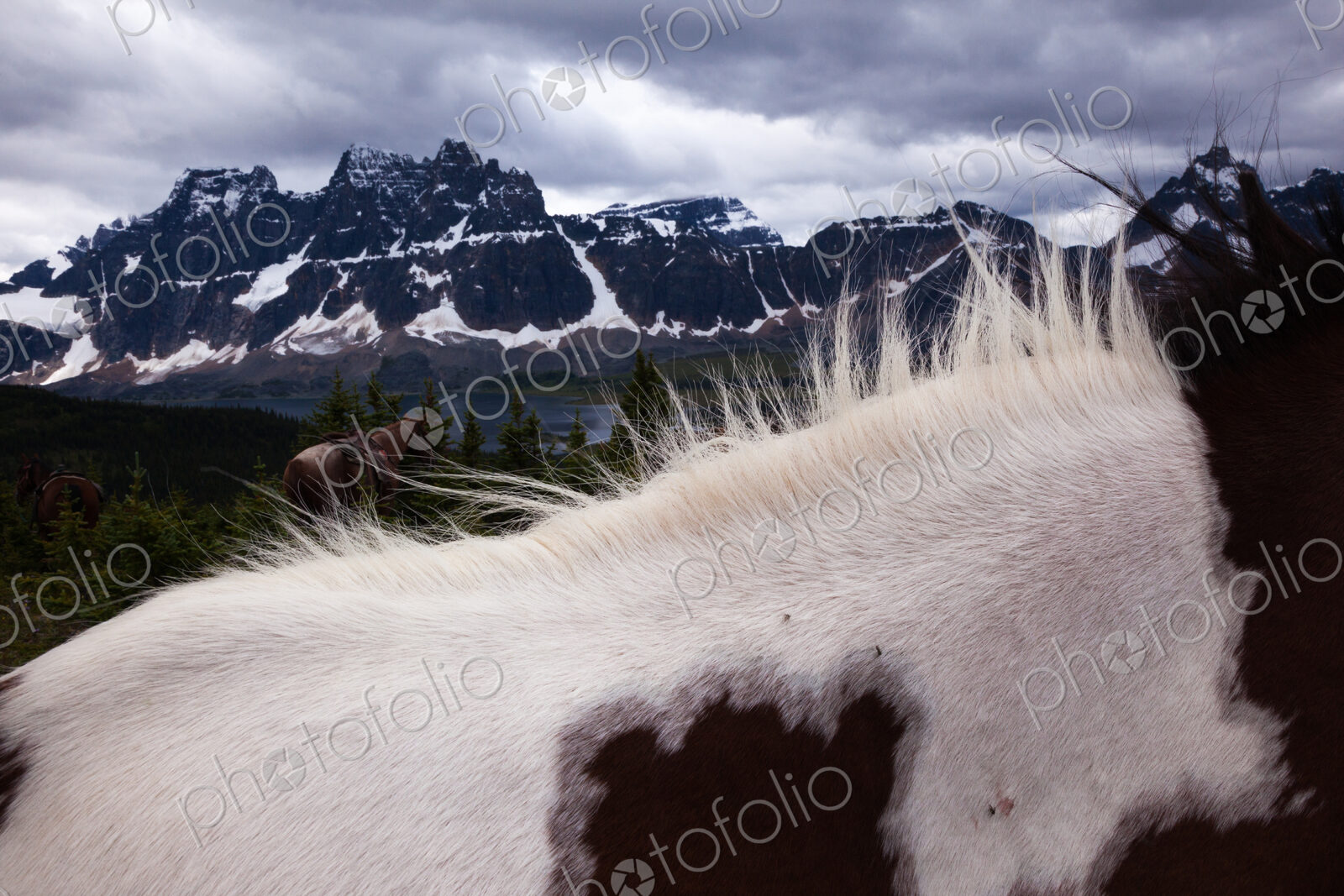 Horses, Jasper National Park, Alberta, Canada