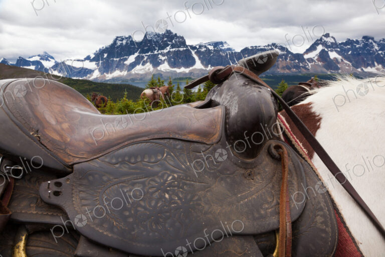 Horses, Jasper National Park, Alberta, Canada