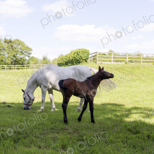 Horses grazing in rural pasture Horses grazing in rural pasture