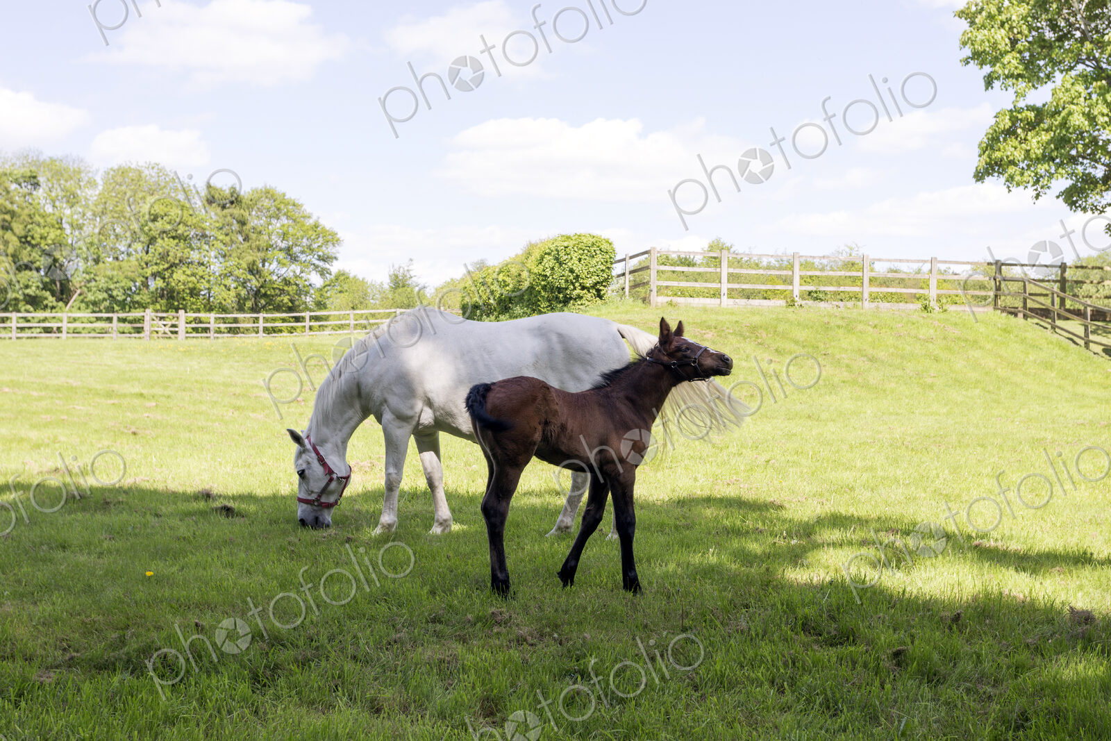 Horses grazing in rural pasture