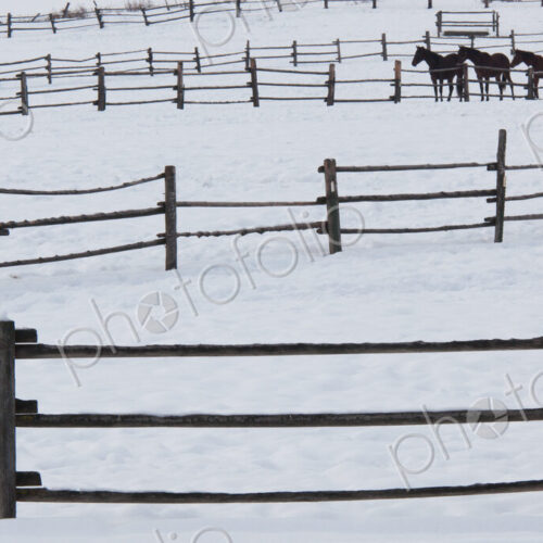 Horses in paddocks on a ranch in the snow at Palouse, Washington, USA Horses in paddocks on a ranch in the snow at Palouse, Washington, USA