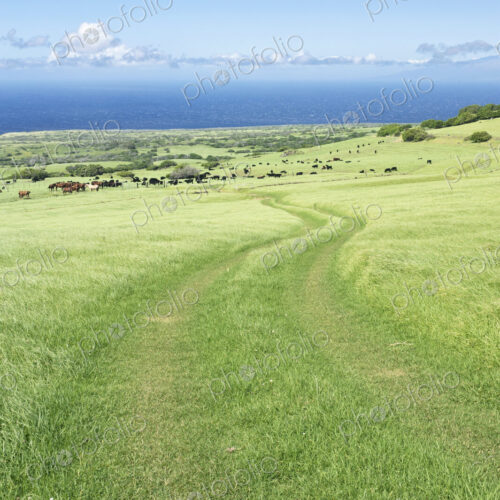 Hoser Ranch in Kohala, Hawaii, USA Hoser Ranch in Kohala, Hawaii, USA
