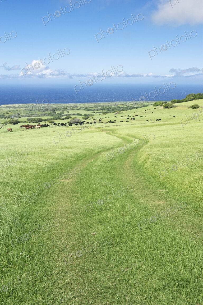 Hoser Ranch in Kohala, Hawaii, USA