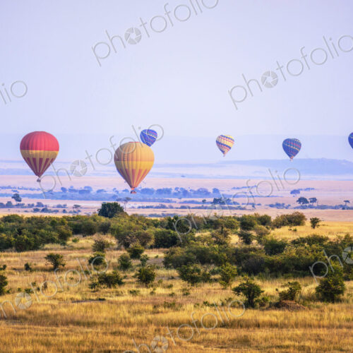 Hot air balloons flying over savanna landscape Hot air balloons flying over savanna landscape