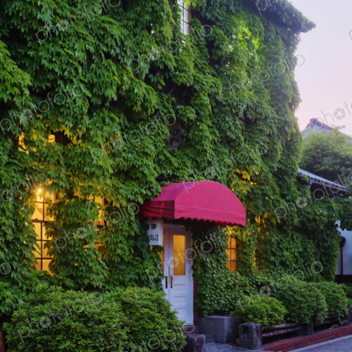 House Covered in Ivy House Covered in Ivy