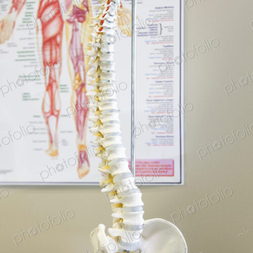 Human Spine