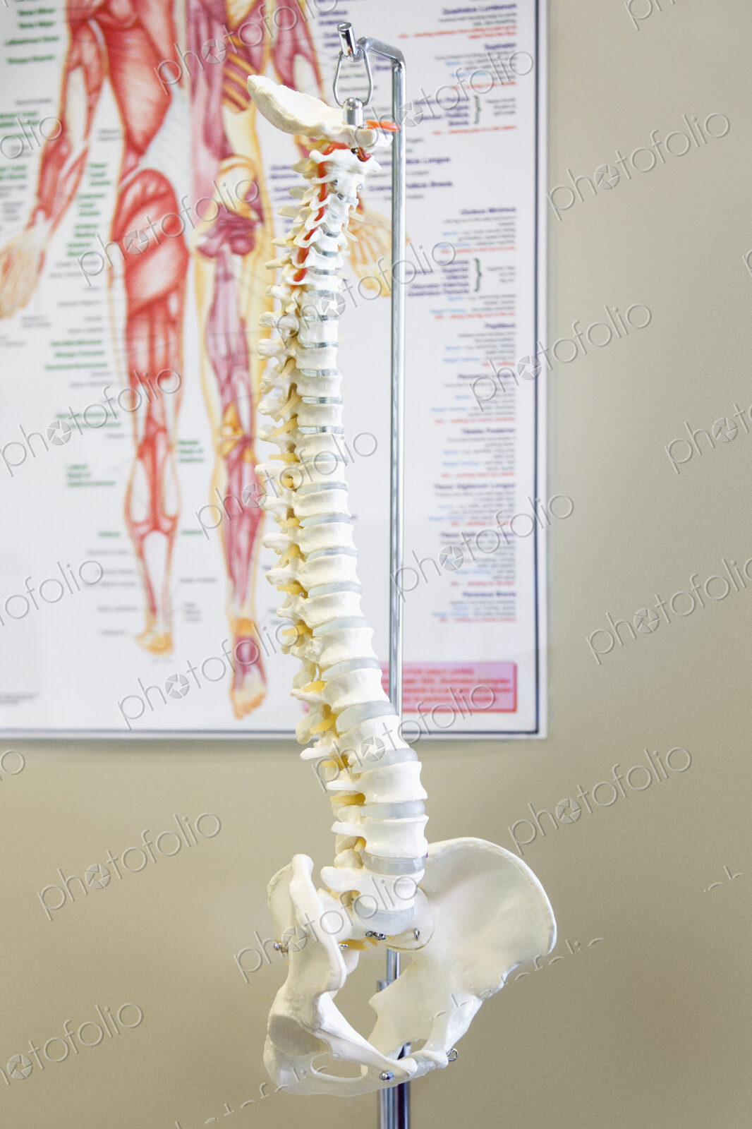 Human Spine