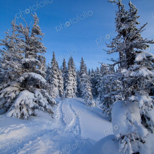 Hurricane Ridge national park, deep snow in the mountains, pine trees and snow tracks. Hurricane Ridge national park, deep snow in the mountains, pine trees and snow tracks.