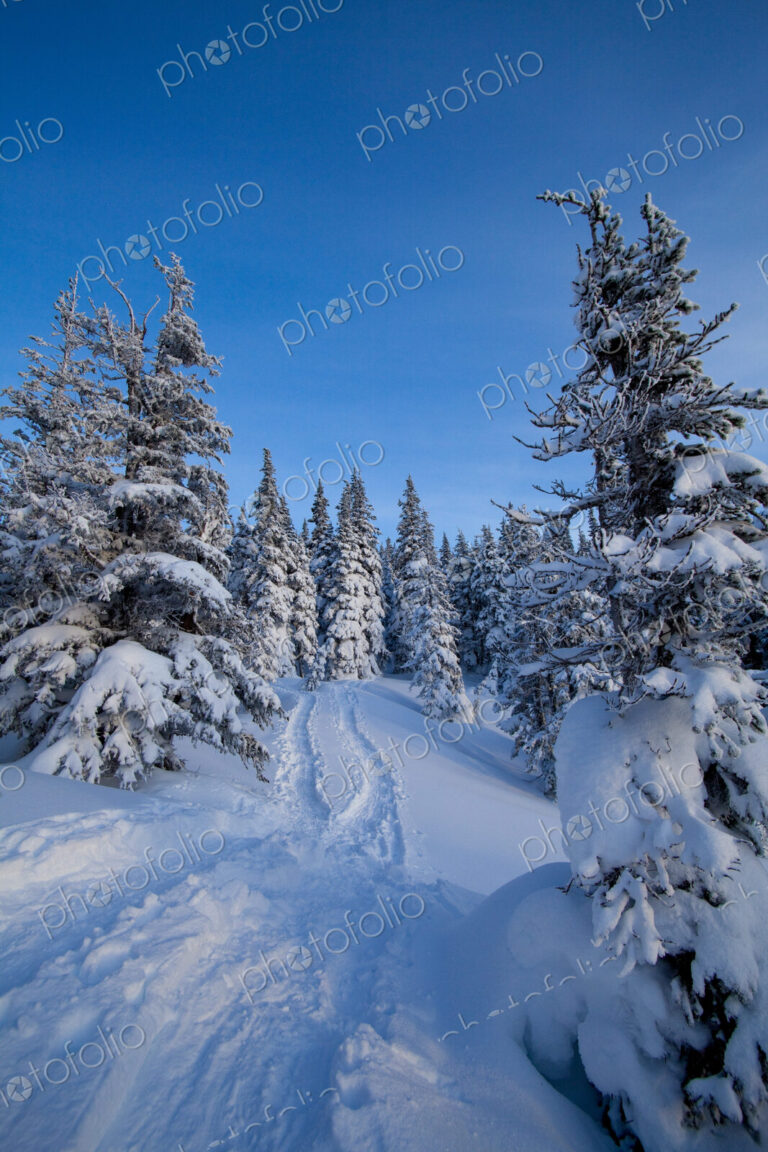 Hurricane Ridge national park, deep snow in the mountains, pine trees and snow tracks.