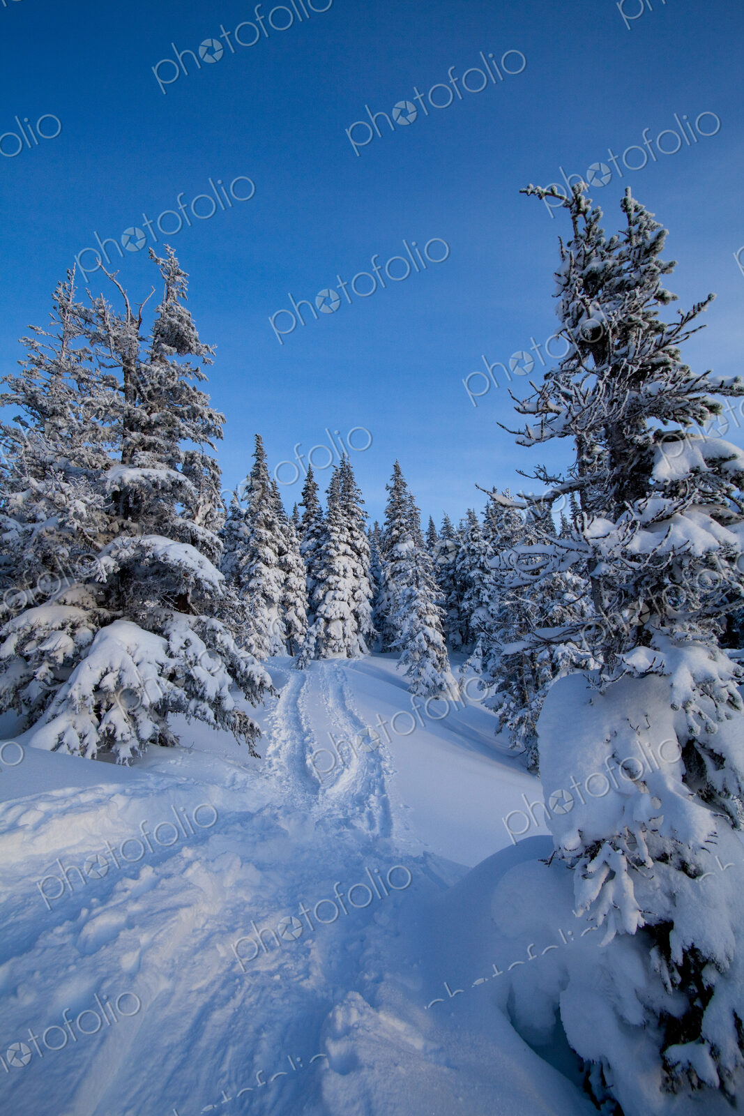 Hurricane Ridge national park, deep snow in the mountains, pine trees and snow tracks.