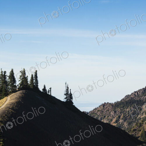 Hurricane Ridge wooded hillside in Olympic National Park.