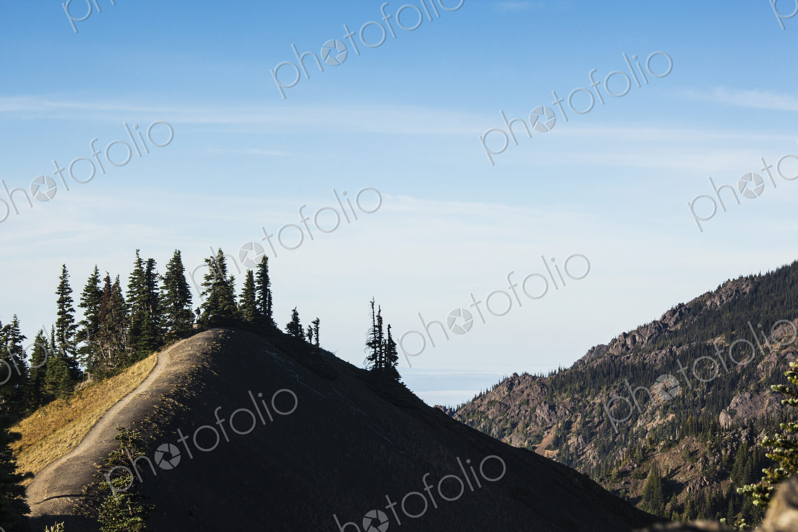 Hurricane Ridge wooded hillside in Olympic National Park.