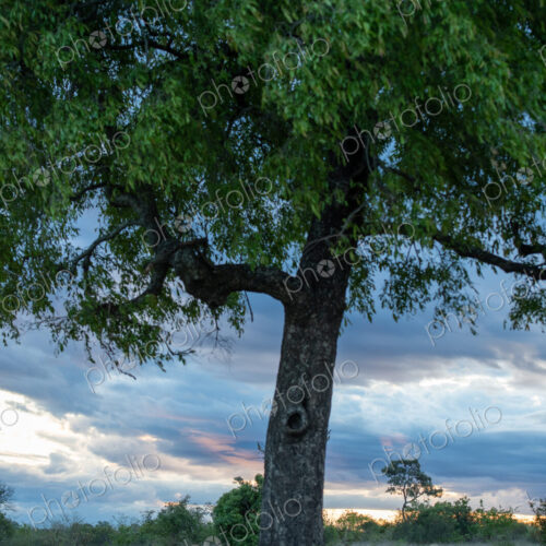 Hyena, Crocuta crocuta, against a backdrop of clouds at sunset. Hyena, Crocuta crocuta, against a backdrop of clouds at sunset.