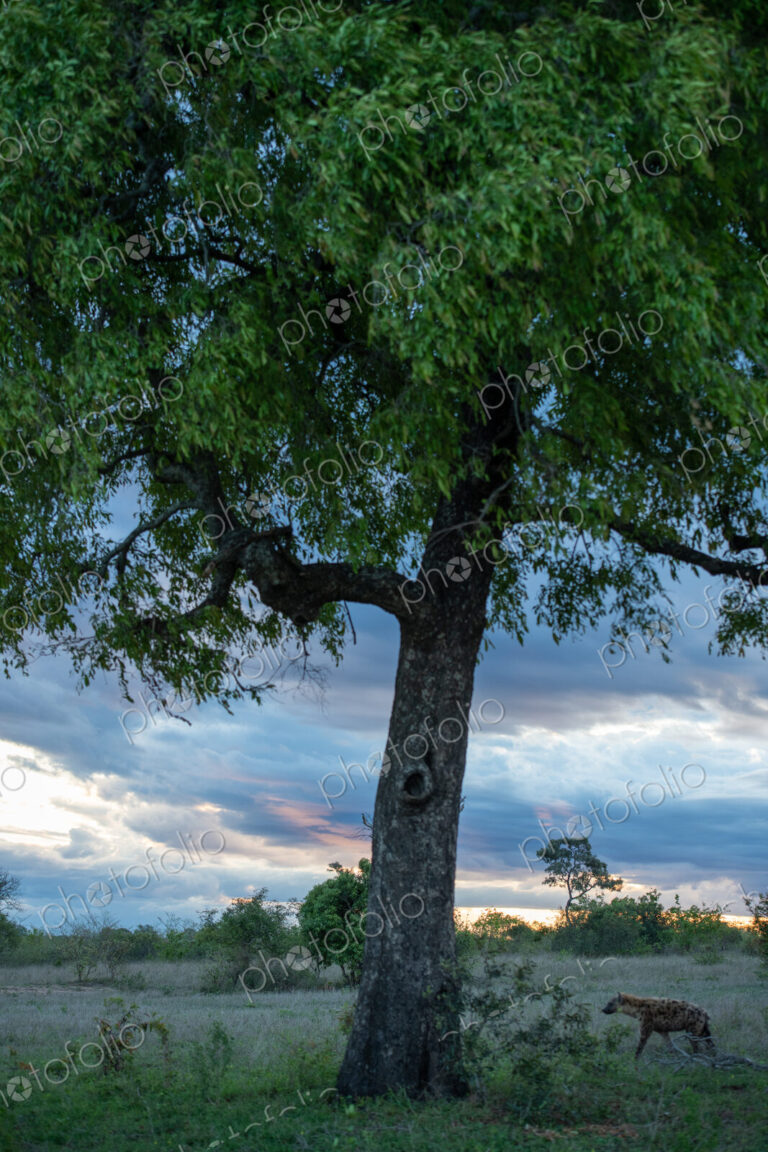 Hyena, Crocuta crocuta, against a backdrop of clouds at sunset.