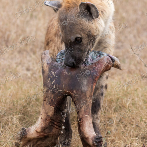 Hyena, Crocuta crocuta, carrying a hippo skull. Hyena, Crocuta crocuta, carrying a hippo skull.