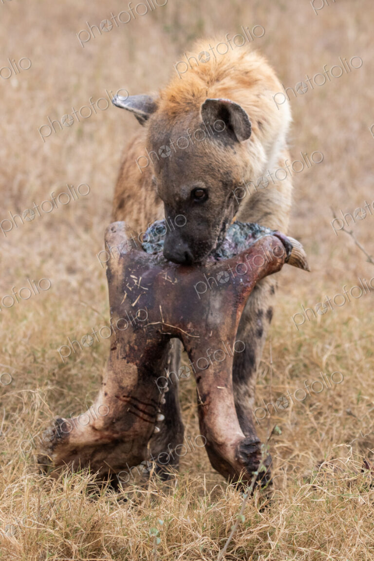 Hyena, Crocuta crocuta, carrying a hippo skull.