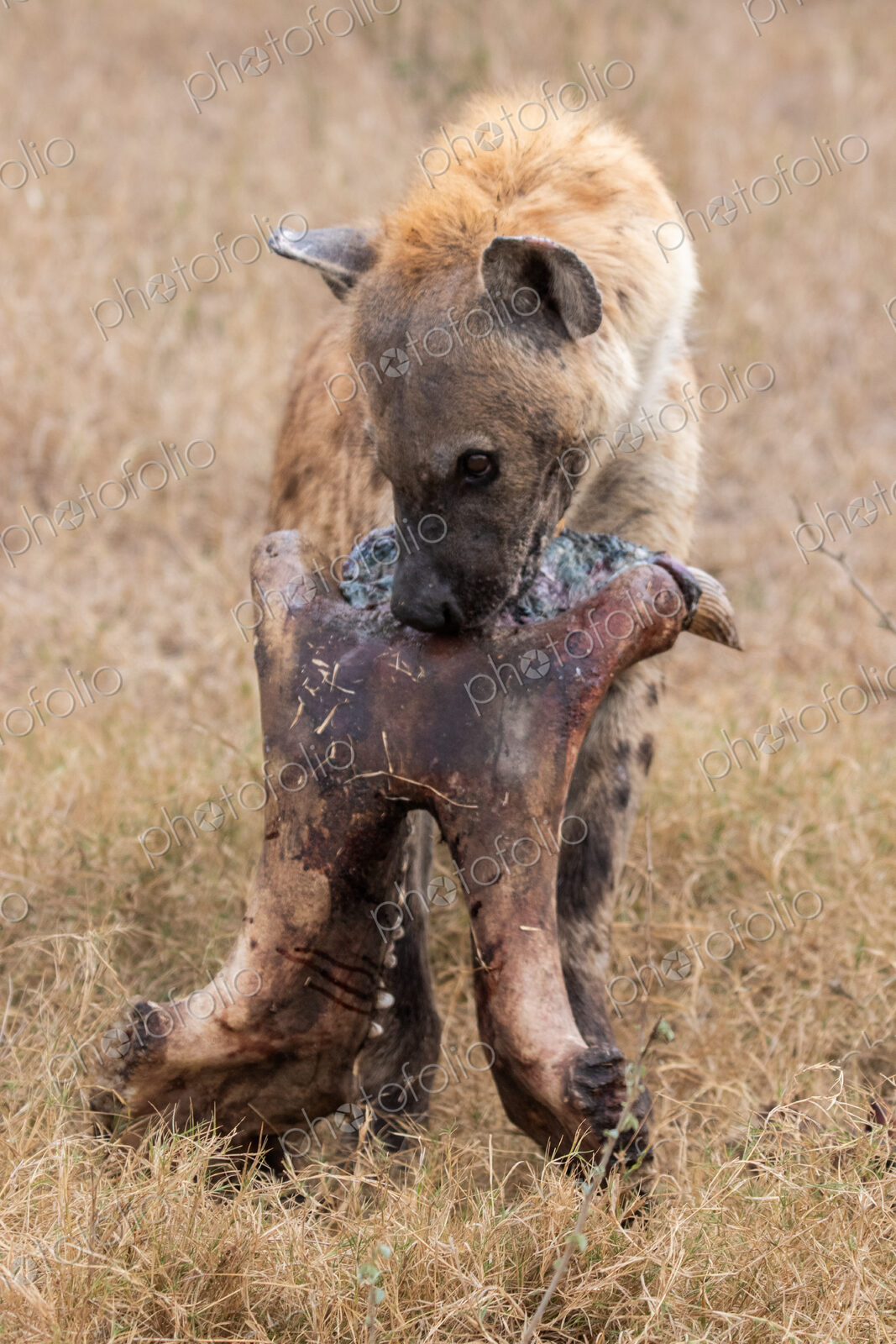 Hyena, Crocuta crocuta, carrying a hippo skull.