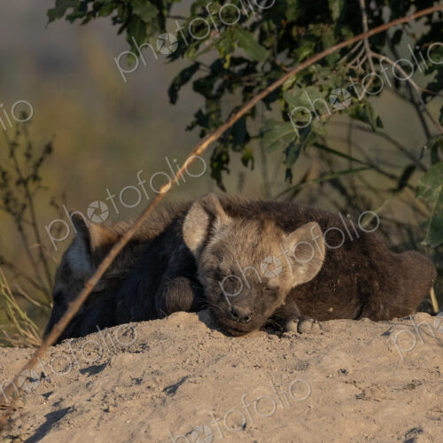 Hyena cub, Crocuta crocuta, sleeping.