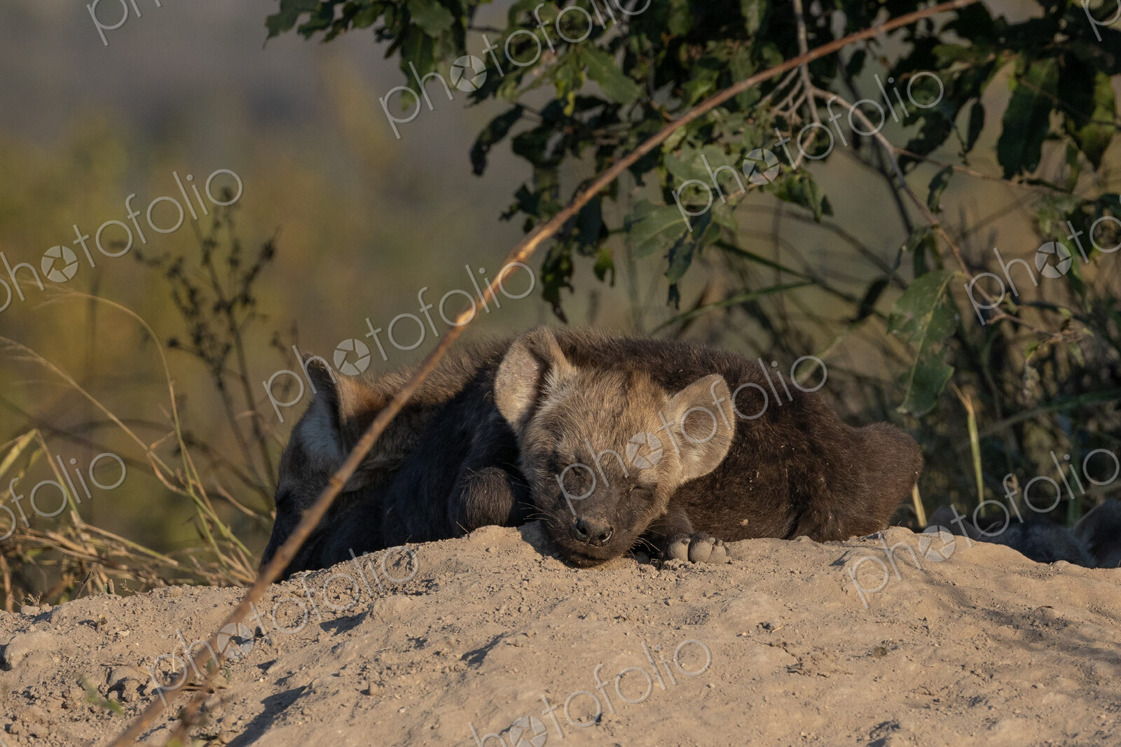 Hyena cub, Crocuta crocuta, sleeping.