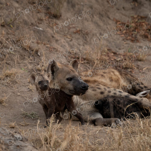 Hyena cubs, Crocuta crocuta, playing with their mother at a den. Hyena cubs, Crocuta crocuta, playing with their mother at a den.