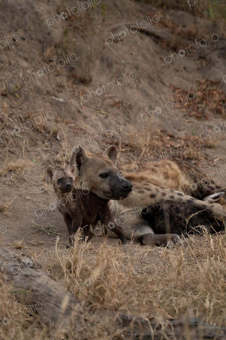 Hyena cubs, Crocuta crocuta, playing with their mother at a den.