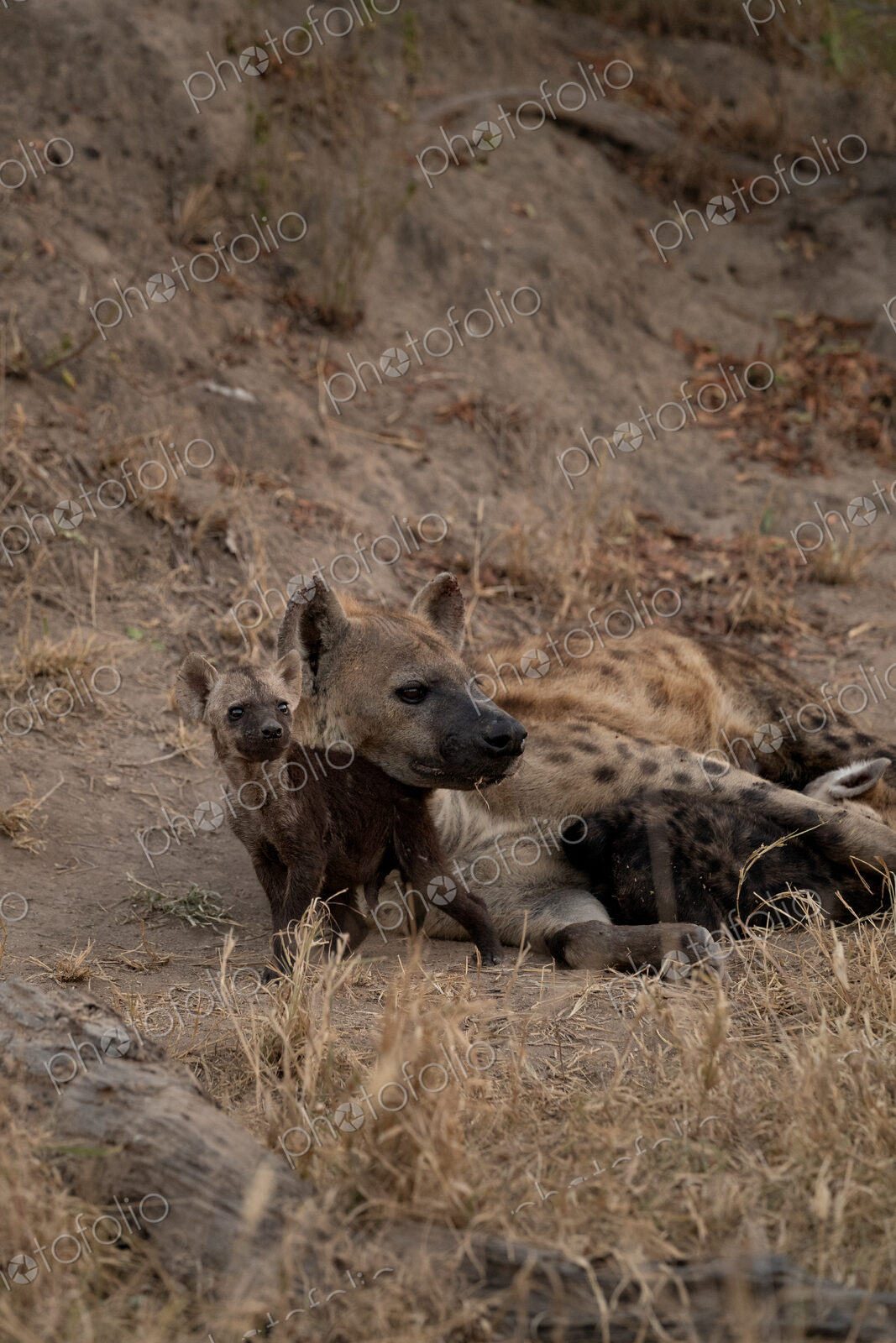 Hyena cubs, Crocuta crocuta, playing with their mother at a den.