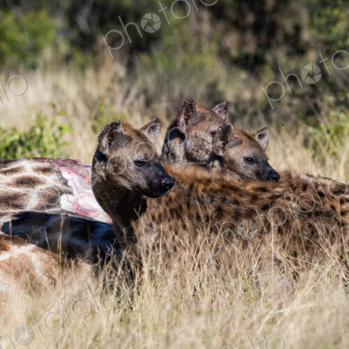 Hyenas, Crocuta crocuta, feeding on a giraffe.