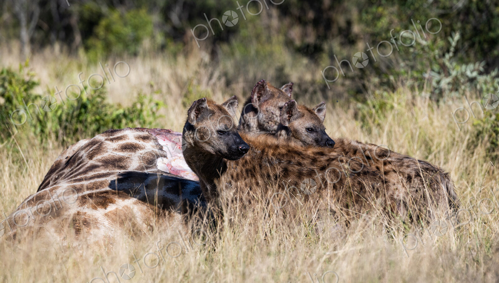 Hyenas, Crocuta crocuta, feeding on a giraffe.