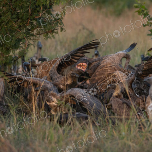 Hyenas, Crocuta crocuta, feeding on a giraffe. Hyenas, Crocuta crocuta, feeding on a giraffe.
