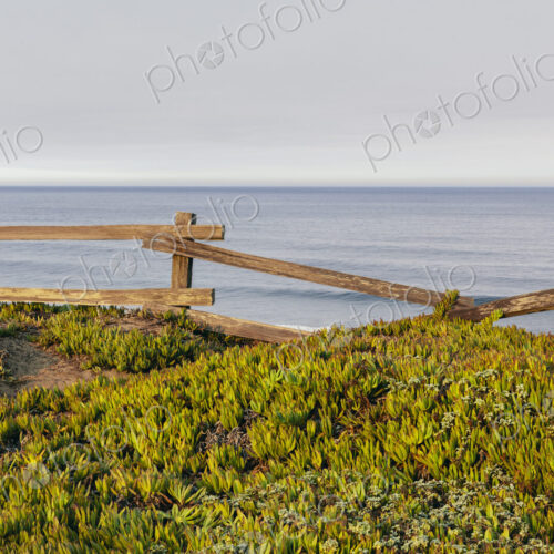 Ice plant ground cover by old wooden fence, ocean in distance Ice plant ground cover by old wooden fence, ocean in distance