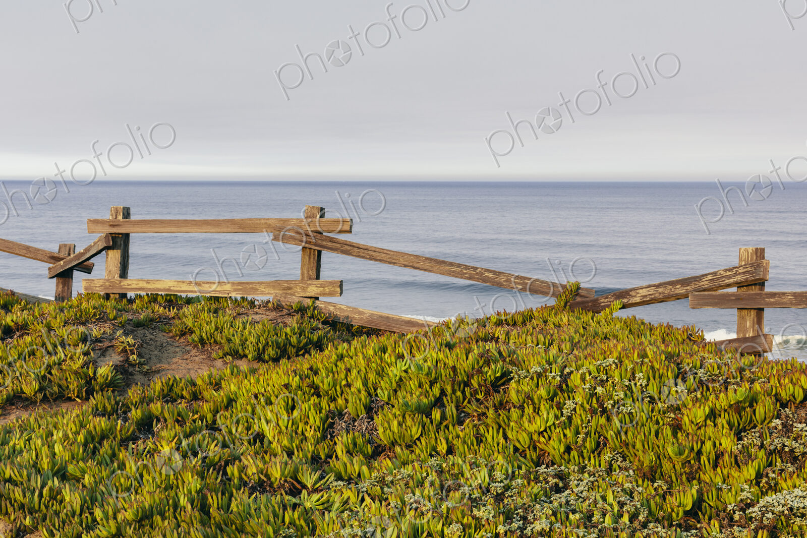 Ice plant ground cover by old wooden fence, ocean in distance
