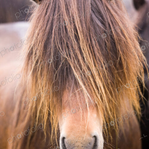 Icelandic horse, Iceland Icelandic horse, Iceland