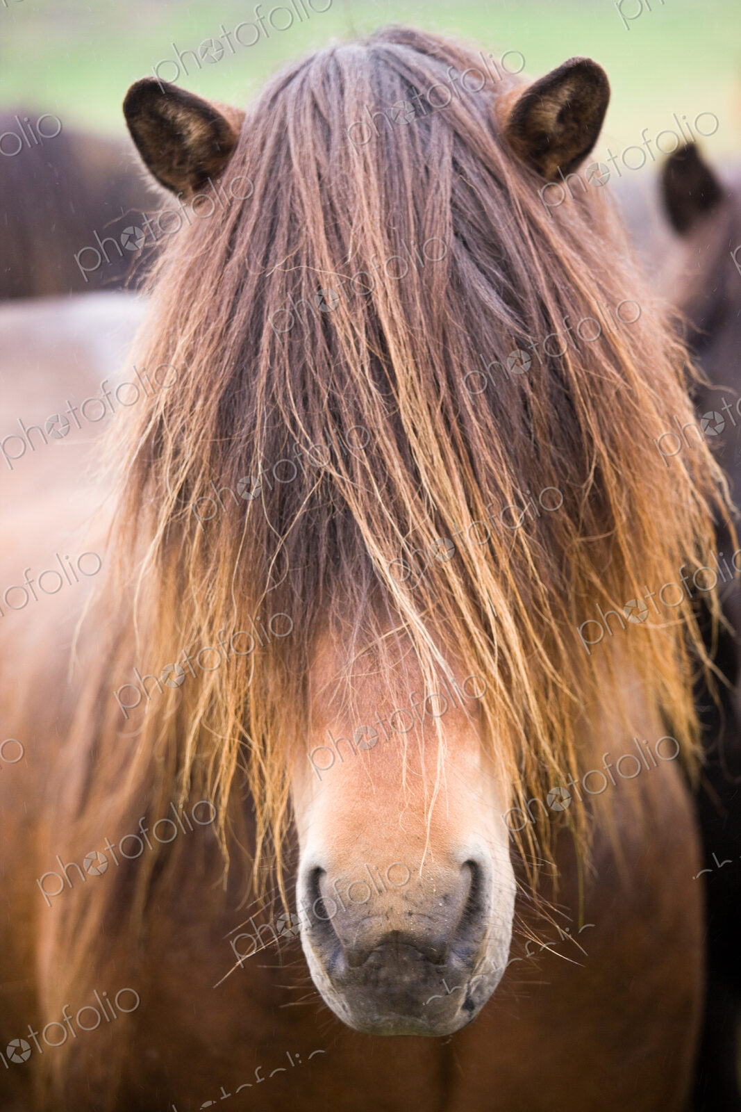 Icelandic horse, Iceland