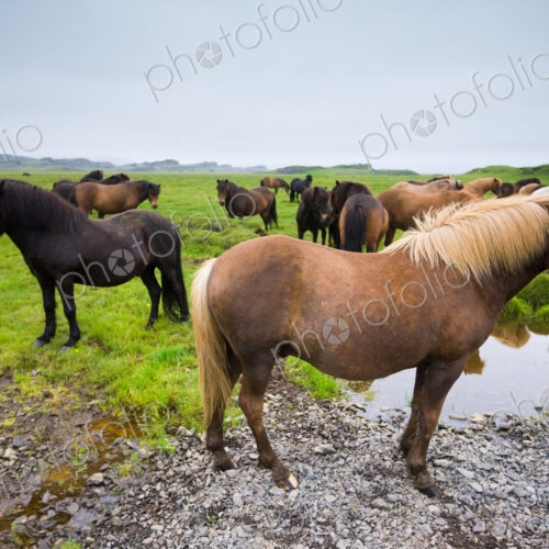 Icelandic horses, Iceland Icelandic horses, Iceland