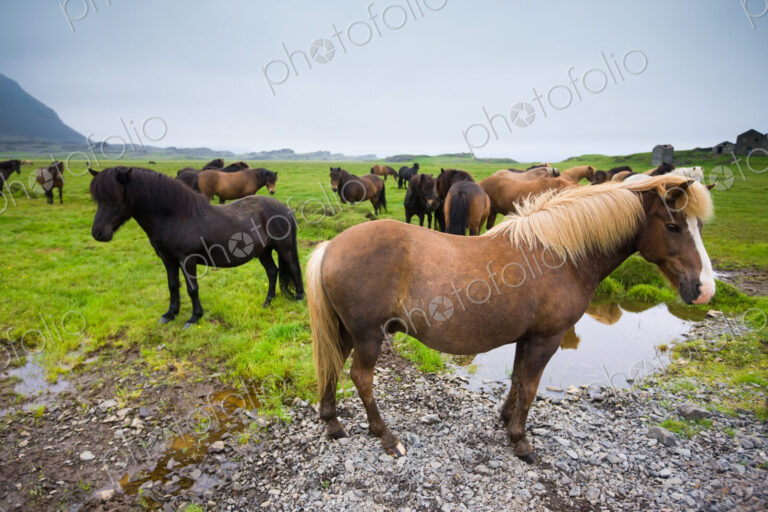 Icelandic horses, Iceland