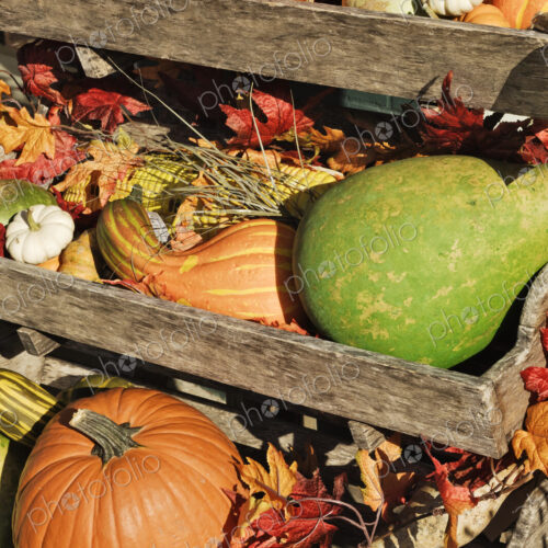 Iconic Autumn Vegetables Iconic Autumn Vegetables