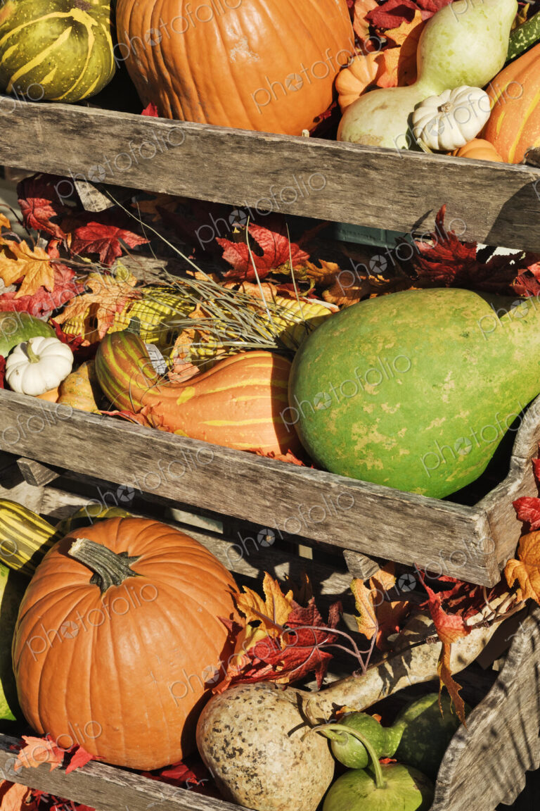 Iconic Autumn Vegetables