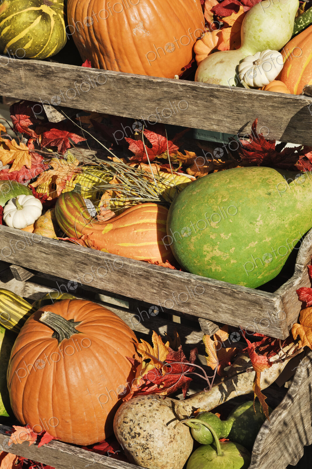 Iconic Autumn Vegetables