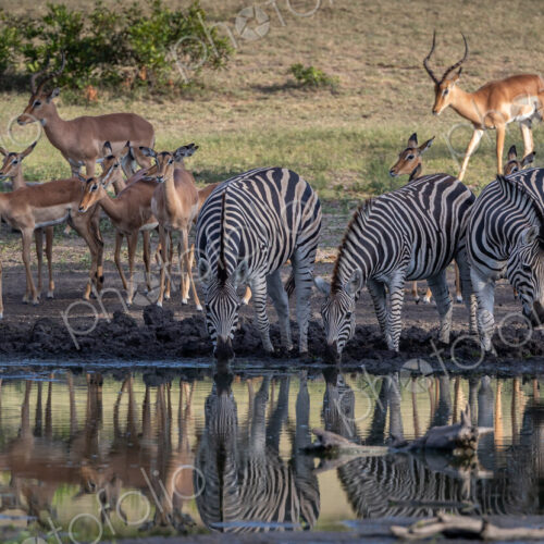 Impala, Aepyceros melampus, and Zebra, Equus zebra, drinking from a dam. Impala, Aepyceros melampus, and Zebra, Equus zebra, drinking from a dam.