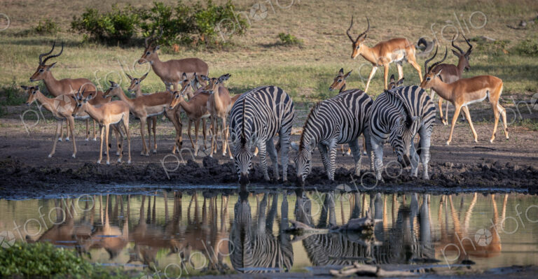 Impala, Aepyceros melampus, and Zebra, Equus zebra, drinking from a dam.