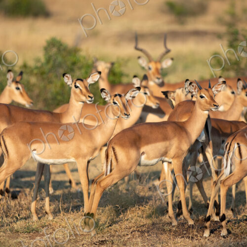 Impala herd, Aepyceros melampus.