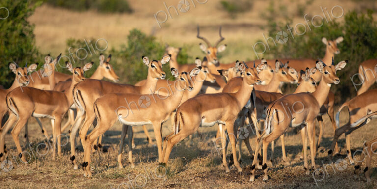 Impala herd, Aepyceros melampus.