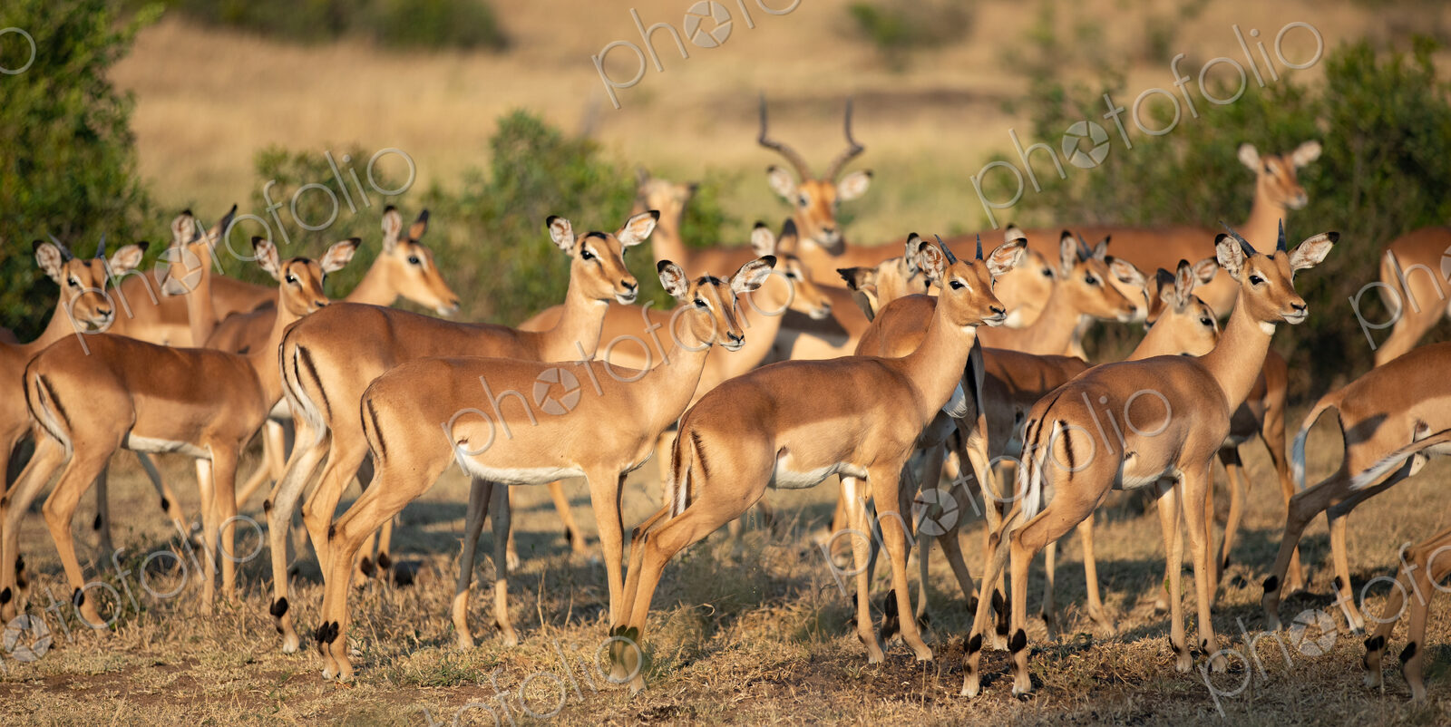 Impala herd, Aepyceros melampus.